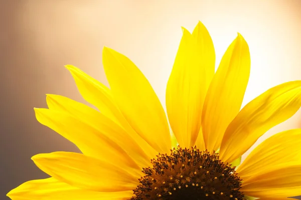 Campo de girasoles en flor —  Fotos de Stock