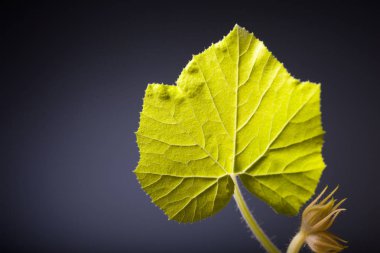 taze yaprak kabak koyu arka plan üzerinde