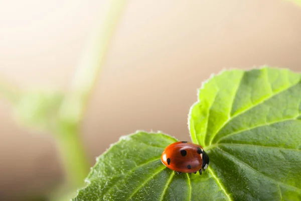 Mariquita roja en la hoja verde, mariquita se arrastra en el tallo de la planta en s — Foto de Stock