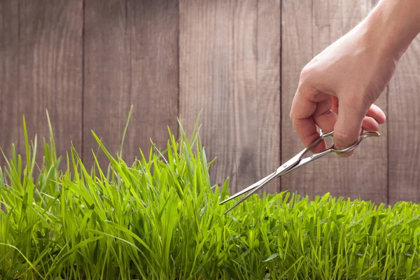 Homem corta grama para gramado com tesoura, gramado cortado fresco — Fotografia de Stock