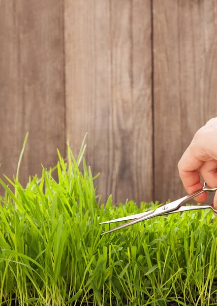 Man cuts grass for lawn with scissors, fresh cut lawn