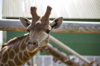 Tahta çitin yanındaki zürafa.