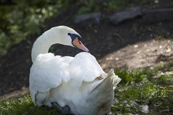 Cisne blanco sobre hierba verde fondo —  Fotos de Stock