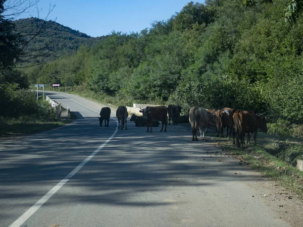 Αγελάδες που εμποδίζουν ορεινό δρόμο στη Γεωργία — Φωτογραφία Αρχείου