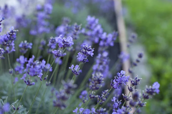 Ramo de lavanda de verano sobre un fondo de madera vieja (vista superior — Foto de Stock