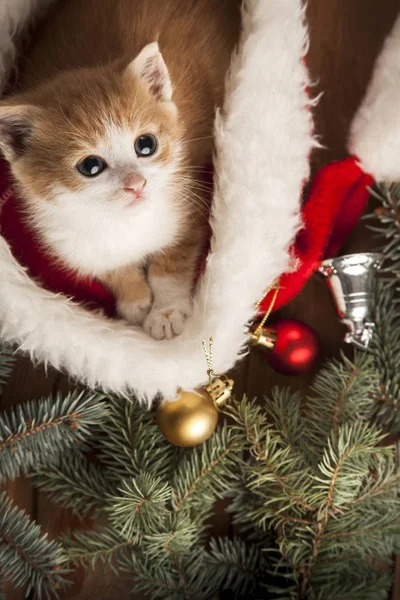 Kattunge i tomte hatt på jul bakgrund och päls träd — Stockfoto