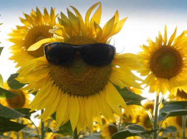 Ayçiçeği Mavi Gökyüzü arka plan alanında Bir Güneş Gözlüğü Giyim