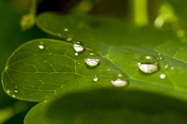 Dew water drops on green grass leaf close up — Stock Photo, Image