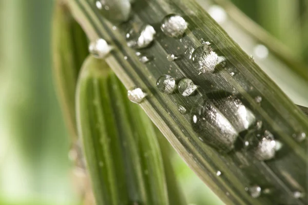 Dew water drops on green grass leaf close up — Stock Photo, Image