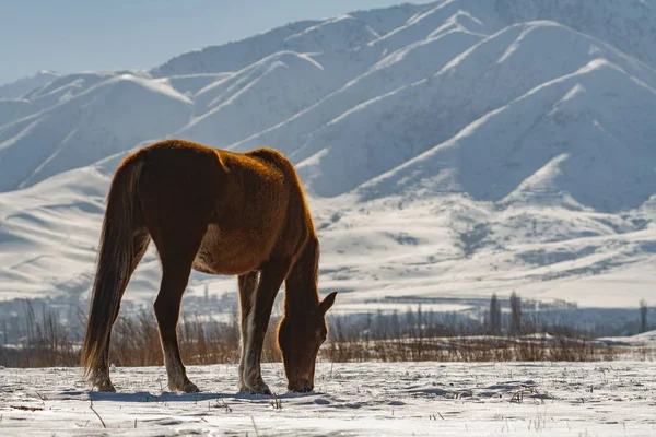 Koń w zimie. Na świeżym śniegu w górach — Zdjęcie stockowe