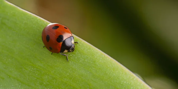 Red ladybug on green leaf — Stock Photo, Image