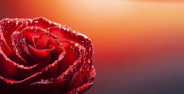 Rose flower with water drop on red background — Stock Photo, Image