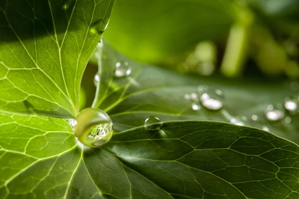 Gotas de agua de rocío en hoja de hierba verde de cerca — Foto de Stock