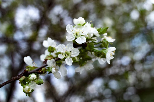 Fleur de printemps — Photo