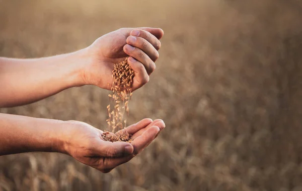 Человек льет пшеницу из рук в руки на фоне пшеничного фие — стоковое фото