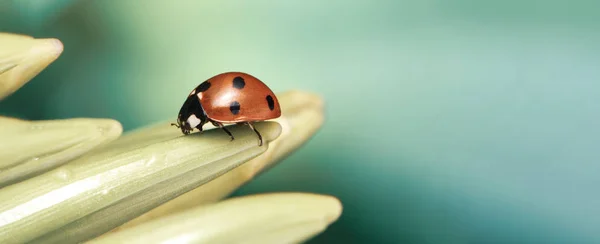 Red ladybug on green leaf — Stok fotoğraf