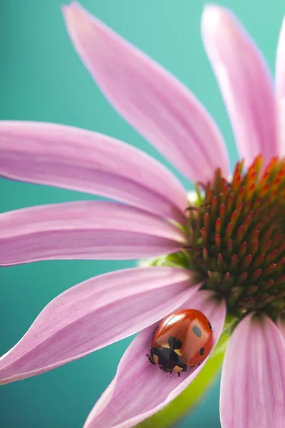 Coccinelle rouge sur la fleur d'échinacée, coccinelle se glisse sur la tige du plan — Photo