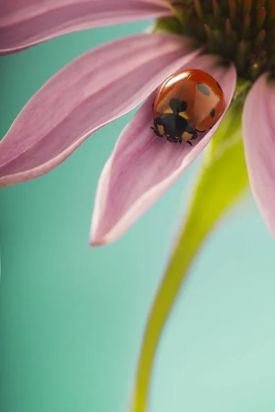 Röd nyckelpiga på Echinacea blomma, Ladybird kryper på stam av plan — Stockfoto