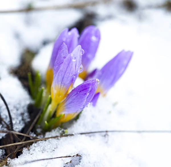 Krokus i den snötäckta trädgården, snödroppsblomma — Stockfoto