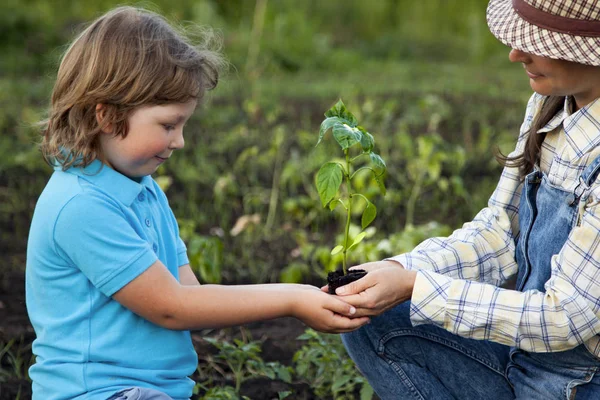 Mutter schenkt seiner Sonne einen Keim im Sommergarten — Stockfoto