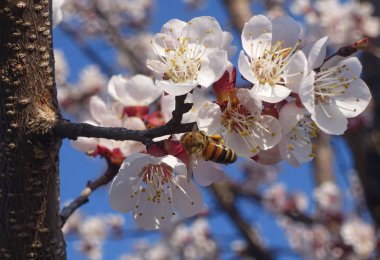 Kiraz çiçekli makro dallar ve hafif mavi arılar.
