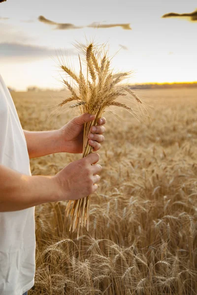 El hombre sostiene las espigas de trigo sobre el fondo del campo — Foto de Stock
