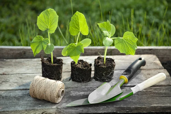 Plántulas de primavera que brotan en bandeja de plástico y herramientas de jardín en f —  Fotos de Stock