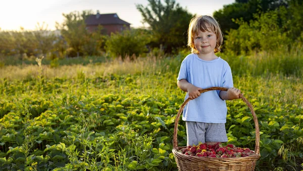 Enfant avec fraises jardin ensoleillé avec une journée d'été — Photo