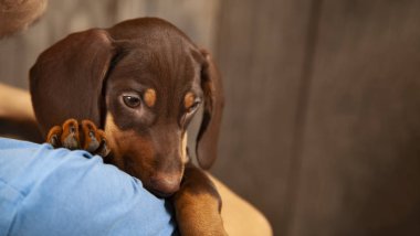 Köpek yavrusu dachshund 'u bir çocuk, genç ve evcil hayvanının elinde yetiştirir.