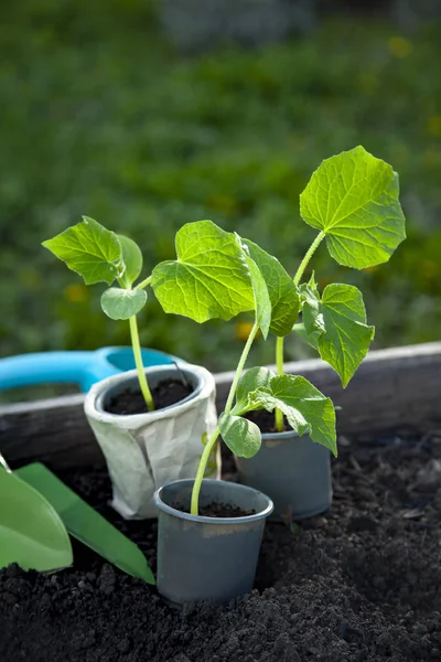 Sadzonki wiosna Sprouting W plastikowej tacy i narzędzi ogrodowych na f — Zdjęcie stockowe