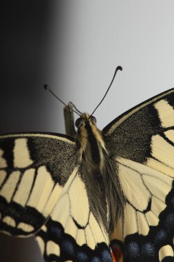 açık kanatlı machaon kelebek, üst görünümü, whit izole