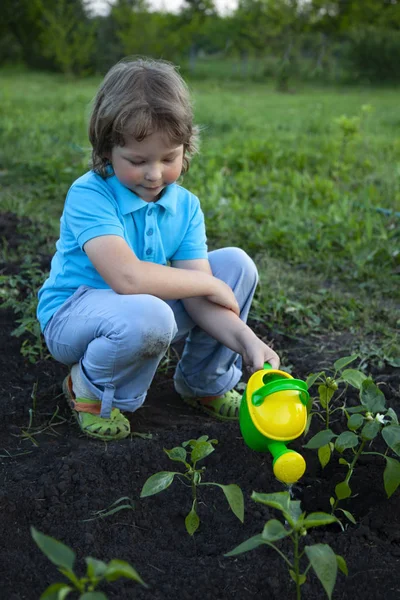 Child pours fresh sprouts from the watering can in the summer ga — Stock Photo, Image