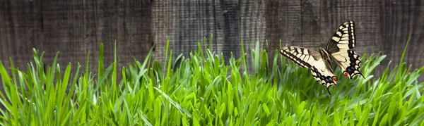 木の板の草の背景 蝶と素朴なグランジフェンスの近くの新鮮な緑の芝生 — ストック写真