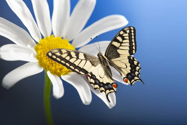 Machaon Schmetterling Mit Offenen Flügeln Auf Wilder Kamille — Stockfoto