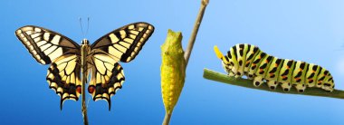Sıradan machaon kelebeğinin kozadan yalıtılmış bir şekilde çıkması.