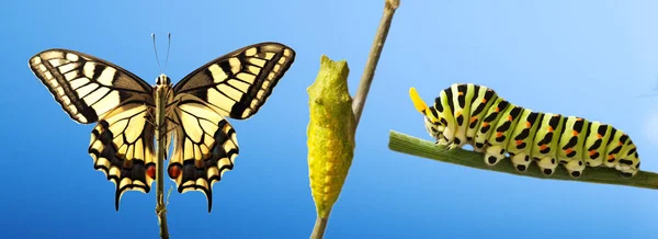 Transformación Mariposa Machaon Común Que Emerge Del Capullo Aislado —  Fotos de Stock