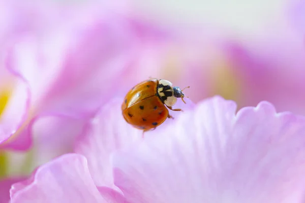 Red Ladybug Primrose Flower Ladybird Creeps Stem Plant Spring Garden — Stock Photo, Image