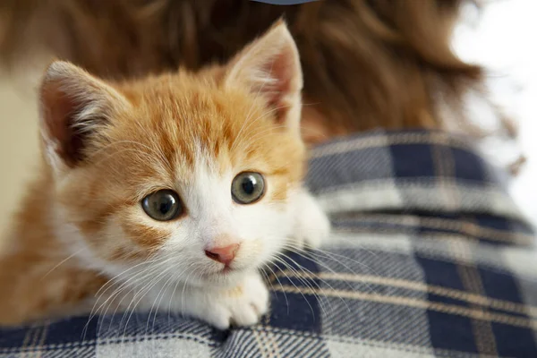Small Kitten Shoulder Boy Child Huge His Love Pet — Stock Photo, Image
