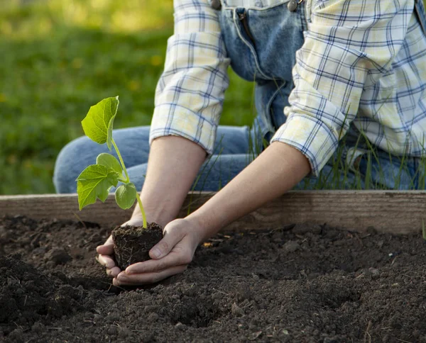 Femme Jardinier Mains Dans Les Gants Jardinage Plantation Germes Dans — Photo