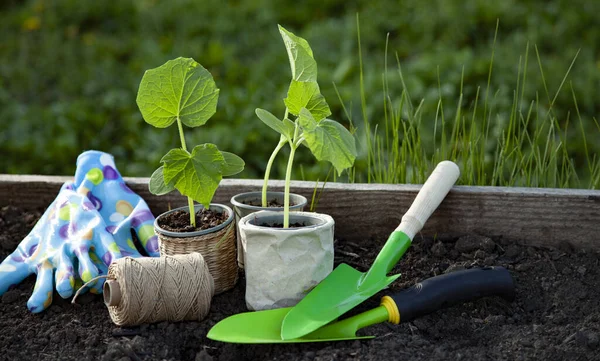 Wiosna Sadzonki Sprouting Plastikowej Tacy Narzędzia Ogrodowe Kwiat Zły Wiosna — Zdjęcie stockowe