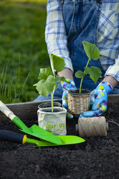 Mujer Jardinera Manos Guantes Jardinería Plantando Brotes Huerto Concepto Trabajo —  Fotos de Stock