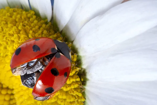 Rode Lieveheersbeestje Kamille Bloem Lieveheersbeestje Kruipt Stengel Van Plant Het — Stockfoto