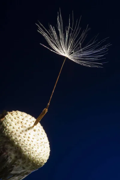 Une Dernière Macro Photo Graines Pissenlit Sur Fond Bleu — Photo