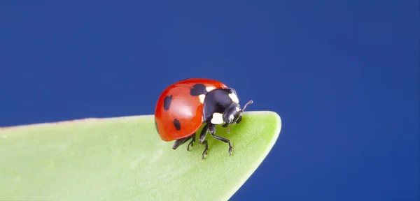 Red Ladybug Creeps Stem Plant Spring Ladybird Green Leaf Garden — Stock Photo, Image