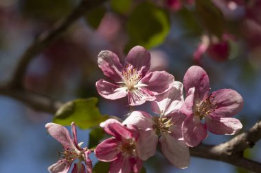 Gökyüzünde çiçekli bahar ağacı