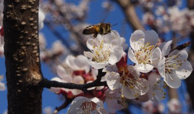Gökyüzünde çiçekli bahar ağacı