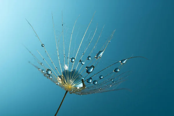 Весеннее Семя Одуванчика Каплями Воды Макро Фото Красота Природы — стоковое фото