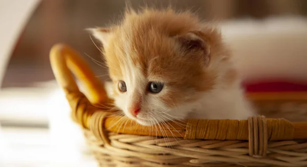 Ginger Kitten Wood Basket — Stock Photo, Image