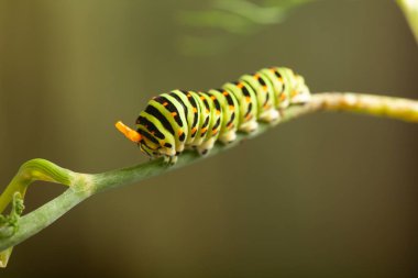 Dereotunda tırtıl machaon. Yeşil arka planda bahçe belası