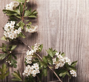 Bahar ağacı Çiçekler eski vintage kurulu arka planda